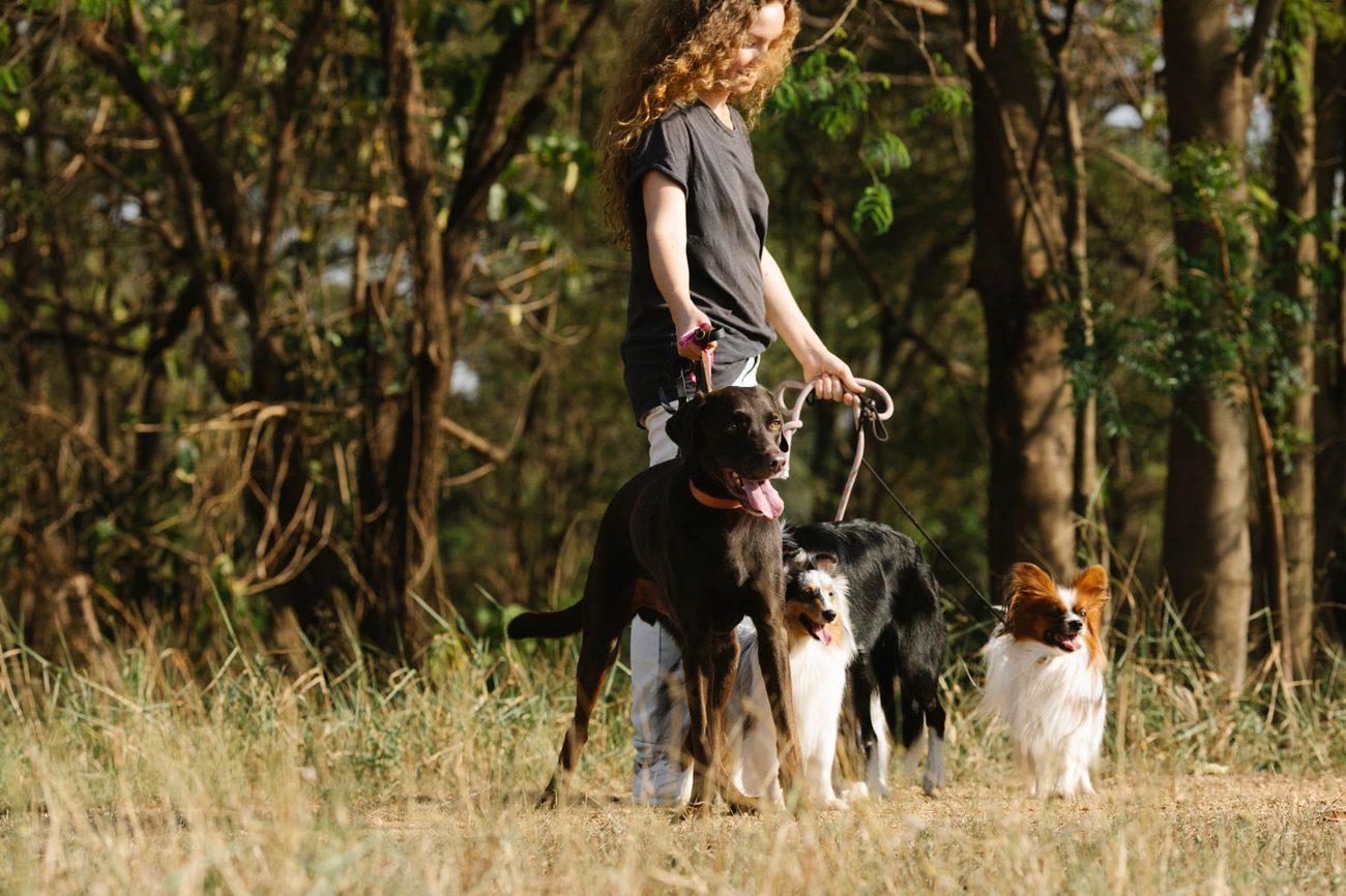 How Much Can You Really Make Pet Sitting from Home?