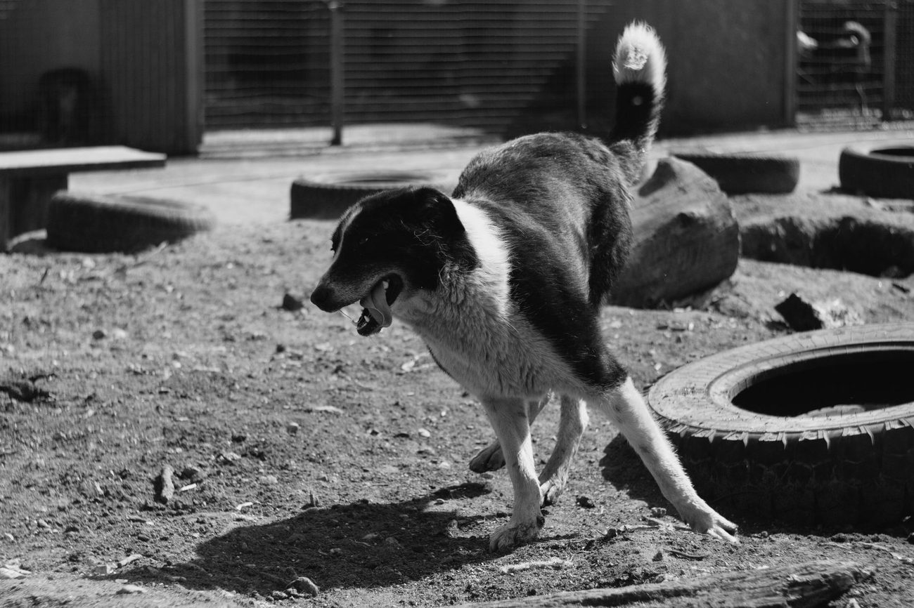 What Pet Insurance Really Costs Over a Dog's Lifetime